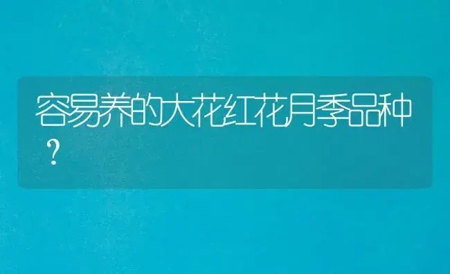 容易养的大花红花月季品种？ | 绿植常识