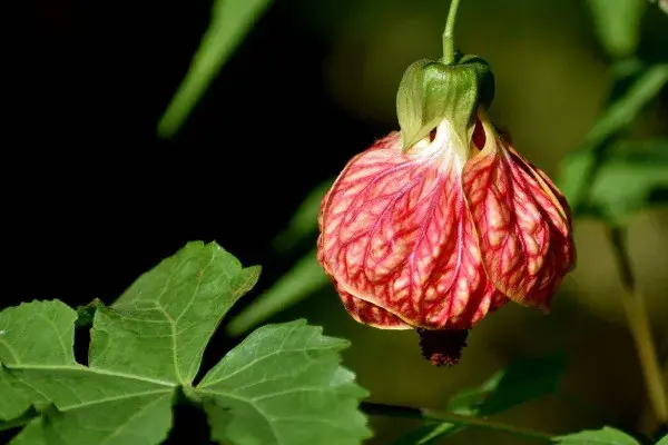 金铃花的花语