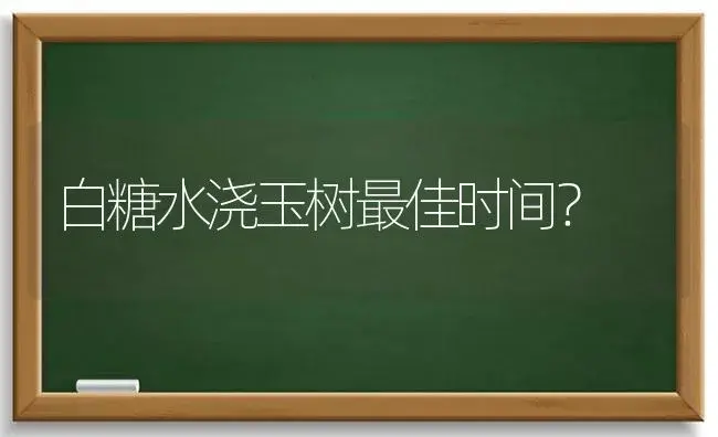 白糖水浇玉树最佳时间？ | 多肉养殖