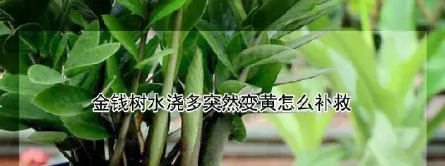 金钱树水浇多突然变黄怎么补救