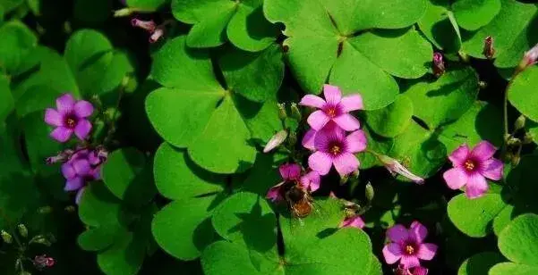 什么花的花语是团结 花语象征团结的6大名花