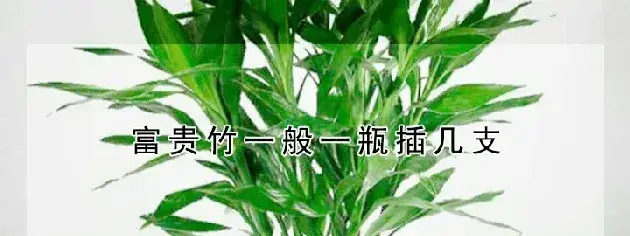 富贵竹一般一瓶插几支