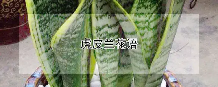 虎皮兰花语