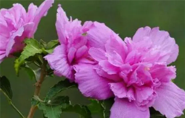 木槿花几月份开花图片 木槿花花语寓意