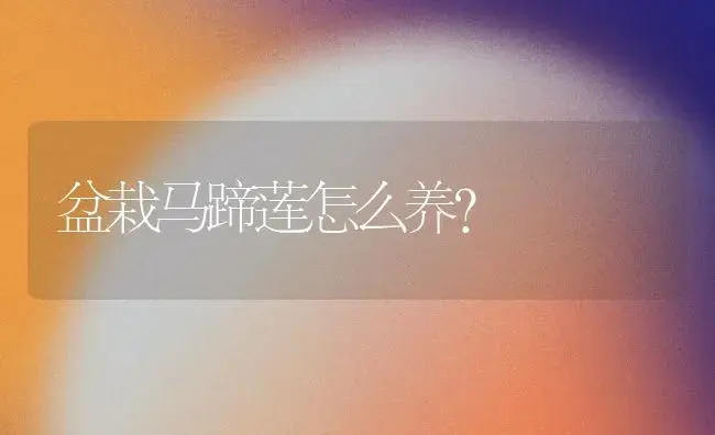 盆栽马蹄莲怎么养？ | 家庭养花