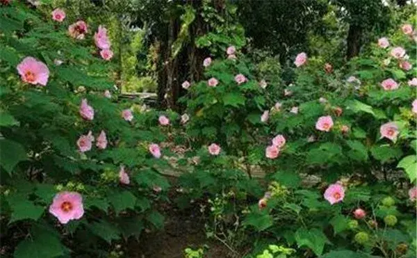 木芙蓉花开时间图片和花语 木芙蓉的功效与作用