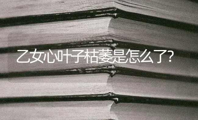 乙女心叶子枯萎是怎么了？ | 多肉养殖