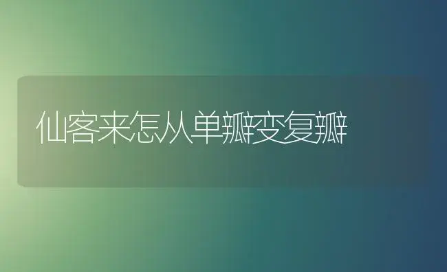 仙客来怎从单瓣变复瓣 | 家庭养花