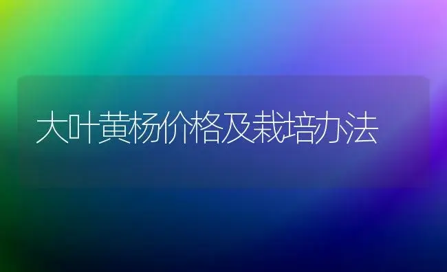 大叶黄杨价格及栽培办法 | 家庭养花