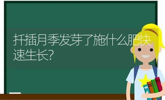 扦插月季发芽了施什么肥快速生长？ | 绿植常识