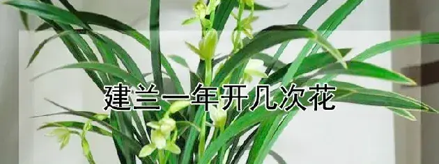 建兰一年开几次花