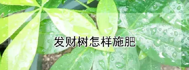 发财树怎样施肥