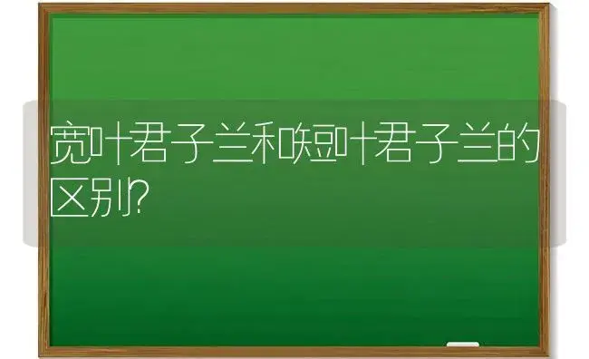 宽叶君子兰和短叶君子兰的区别？ | 绿植常识