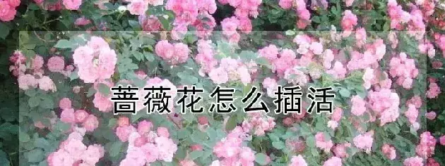 蔷薇花怎么插活