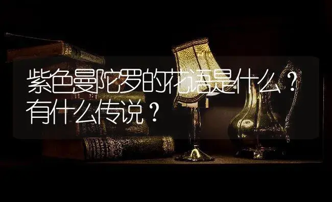 紫色曼陀罗的花语是什么？有什么传说？ | 绿植常识