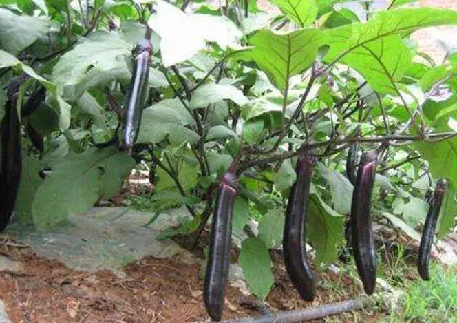 夏天露地茄子高产种植技术要点