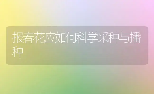 报春花应如何科学采种与播种 | 家庭养花