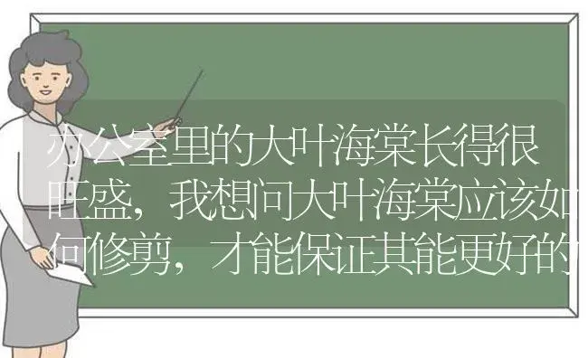 办公室里的大叶海棠长得很旺盛，我想问大叶海棠应该如何修剪，才能保证其能更好的生长？ | 绿植常识