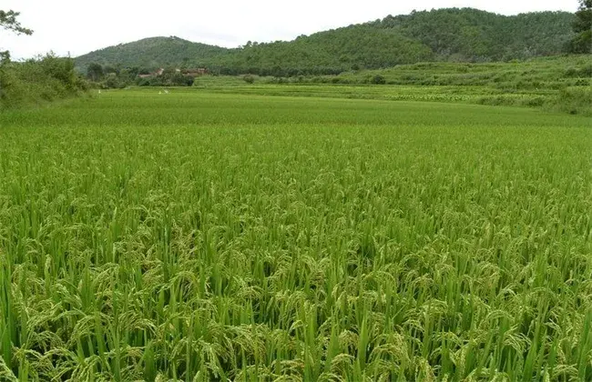 水稻的栽培技术