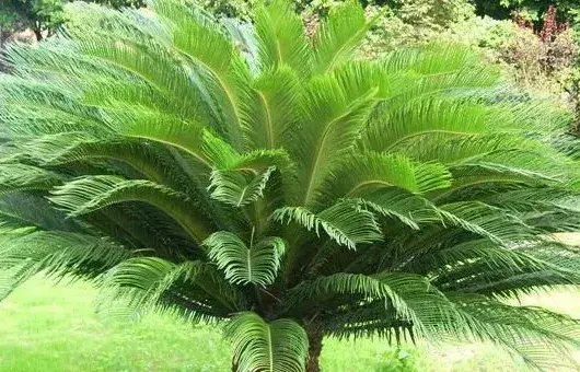 苏铁是裸子植物吗