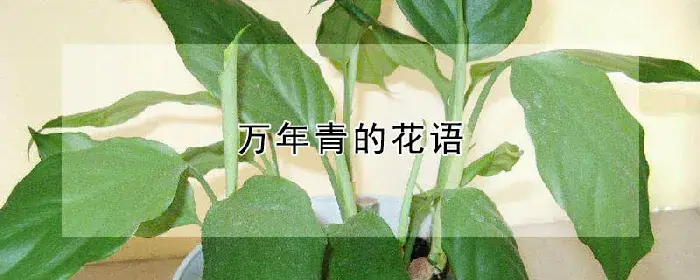 万年青的花语