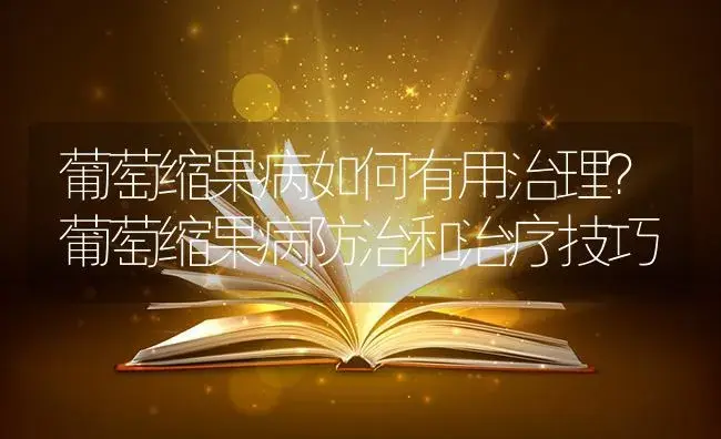 葡萄缩果病如何有用治理？葡萄缩果病防治和治疗技巧 | 果木种植