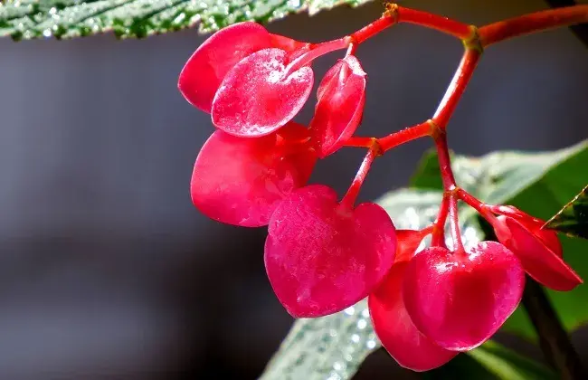 竹节海棠为什么不开花