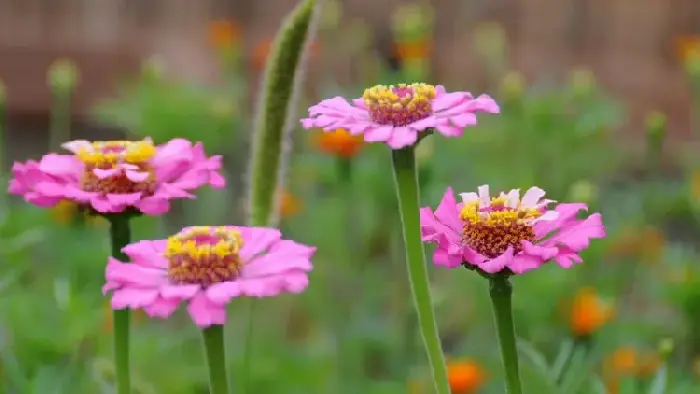 扶郎花花语