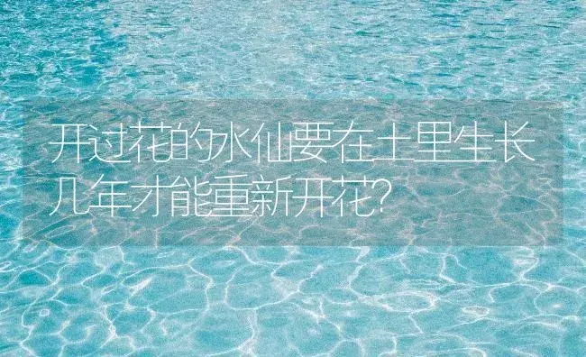 开过花的水仙要在土里生长几年才能重新开花？ | 绿植常识