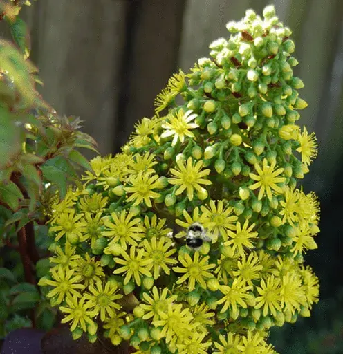 黑法师花语介绍有哪些？