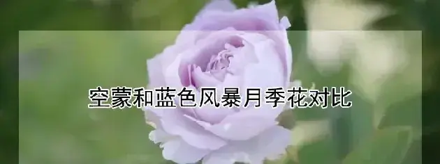 空蒙和蓝色风暴月季花对比