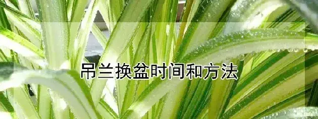 吊兰换盆时间和方法