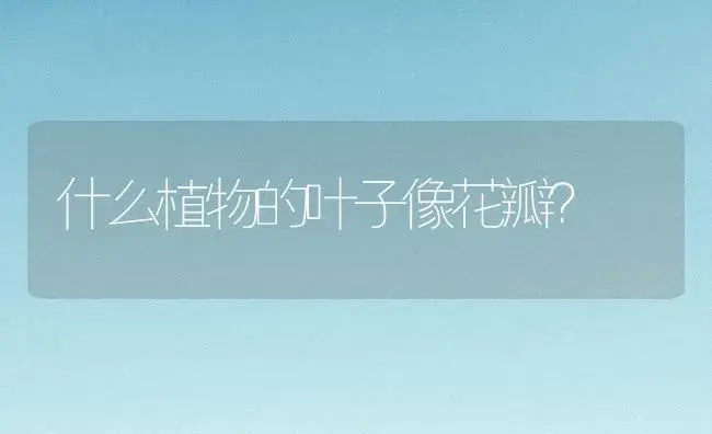 什么植物的叶子像花瓣？ | 多肉养殖