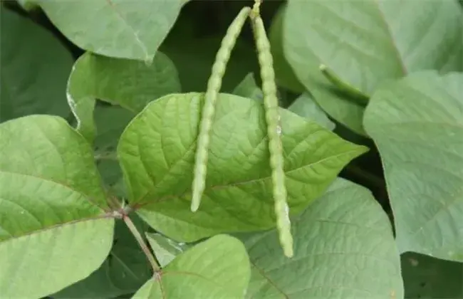 绿豆夏天直播技术