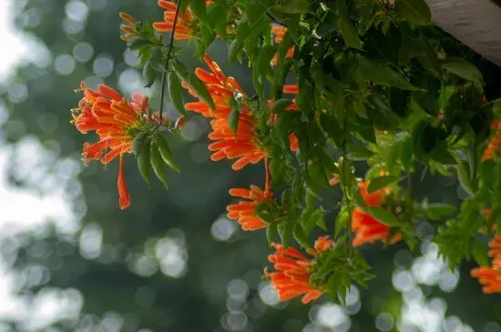 炮仗花的花语和文化意义，寓意红红火火象征喜庆吉祥