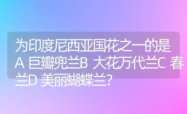 为印度尼西亚国花之一的是A巨瓣兜兰B大花万代兰C春兰D美丽蝴蝶兰？ | 绿植常识