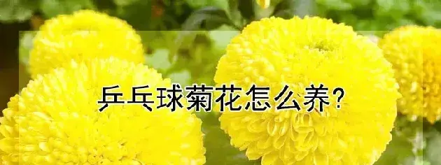 乒乓球菊花怎么养?