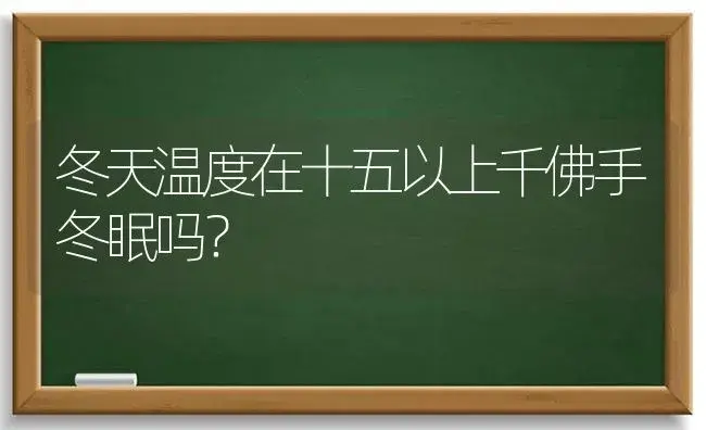 冬天温度在十五以上千佛手冬眠吗？ | 多肉养殖