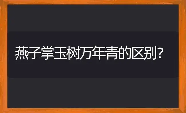 燕子掌玉树万年青的区别？ | 多肉养殖