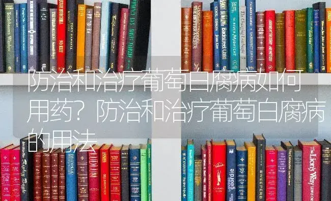 防治和治疗葡萄白腐病如何用药？防治和治疗葡萄白腐病的用法 | 果木种植