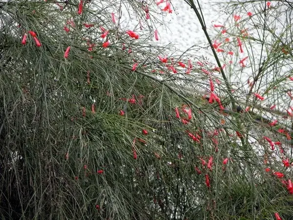 吉祥草、爆竹红的花语：恋情