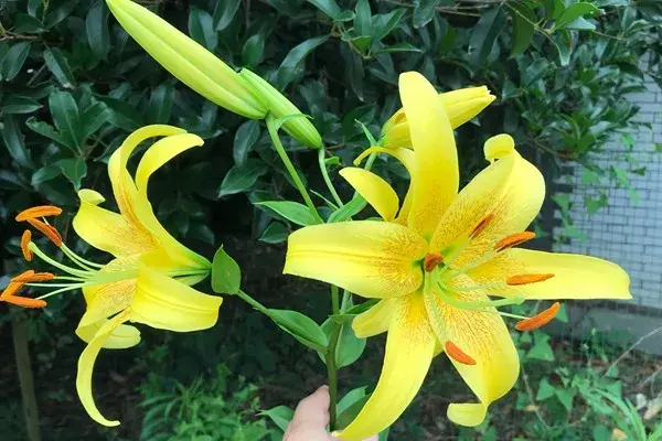 不同颜色百合花的花语和寓意