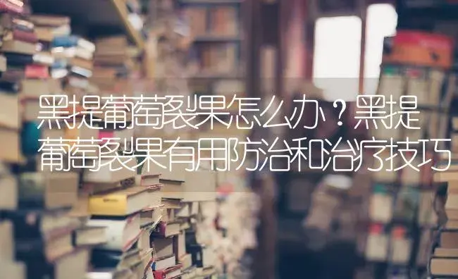 黑提葡萄裂果怎么办？黑提葡萄裂果有用防治和治疗技巧 | 果木种植