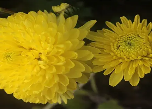 黃色菊花花语代表什么意思？