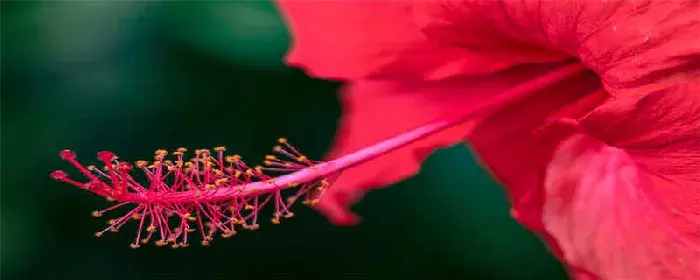 扶桑花花语 扶桑花花语是什么