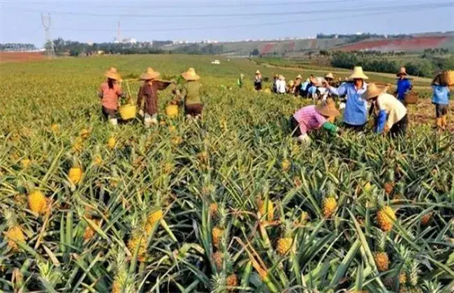 菠萝的高产栽培技术