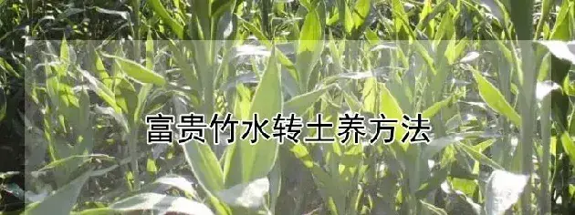 富贵竹水转土养方法