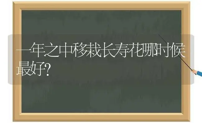 一年之中移栽长寿花哪时候最好？ | 多肉养殖