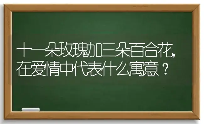 十一朵玫瑰加三朵百合花，在爱情中代表什么寓意？ | 绿植常识