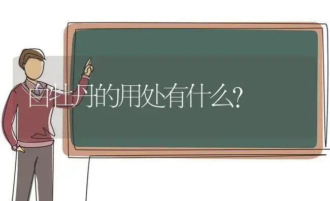 白牡丹的用处有什么？ | 多肉养殖